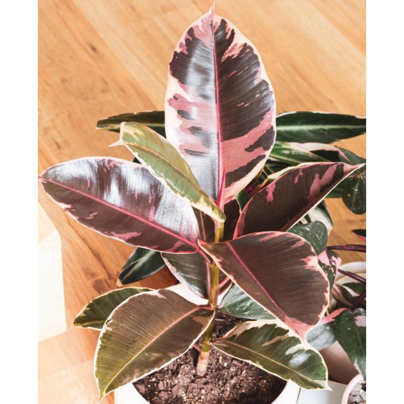 KARET KEBO RUBY - FICUS ELASTICA RED RUBY