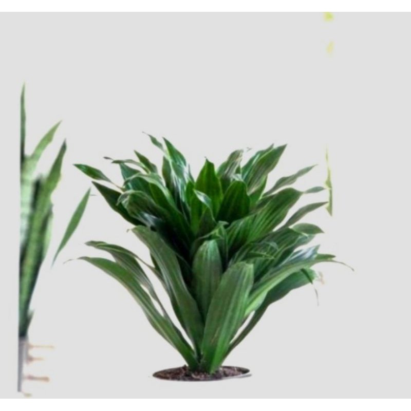 Tanaman Hias Hanjuang Kemoceng - Pohon Hanjuang Kemoceng