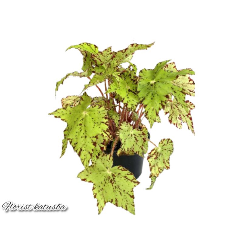 tanaman hias begonia leopon -begonia keriting golden