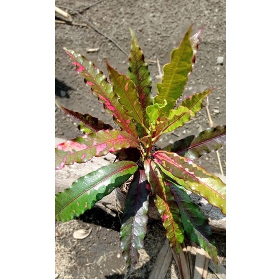 Puring Keris Tanaman Outdoor / Tanaman Puring Cantik Murah