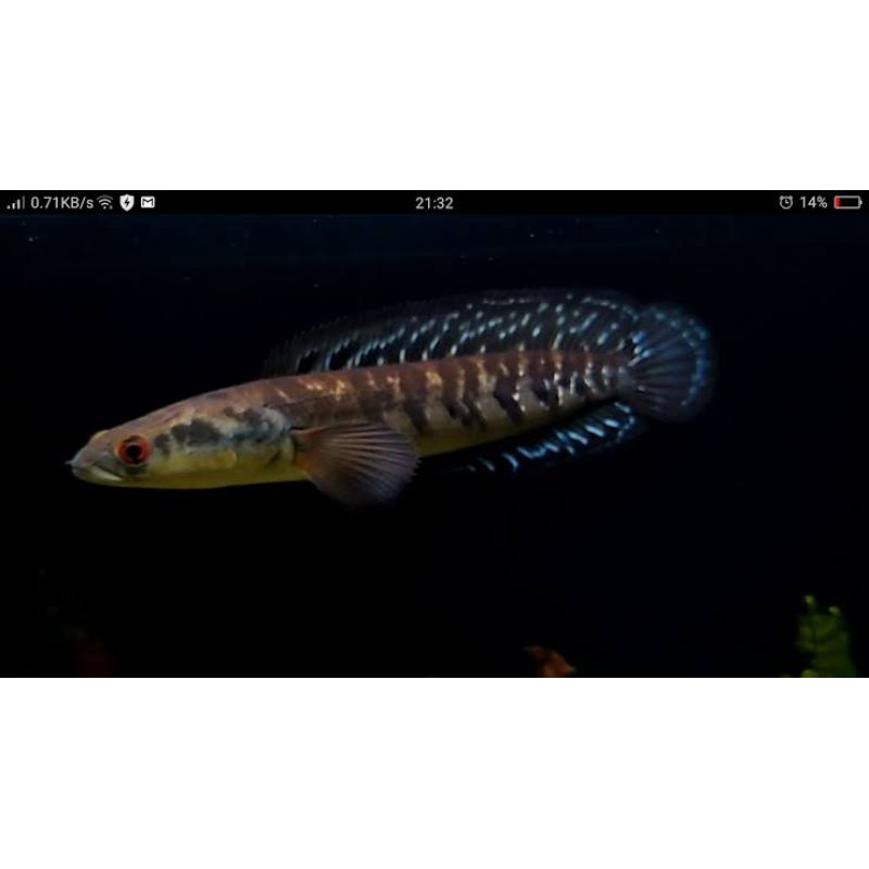 

Channa Surathani 16-20cm