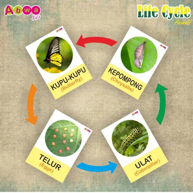 

FLASH CARD LIFE CYCLE ANIMAL DAUR HIDUP HEWAN ANGKA PENJEPIT KAYU ABWAKIDS