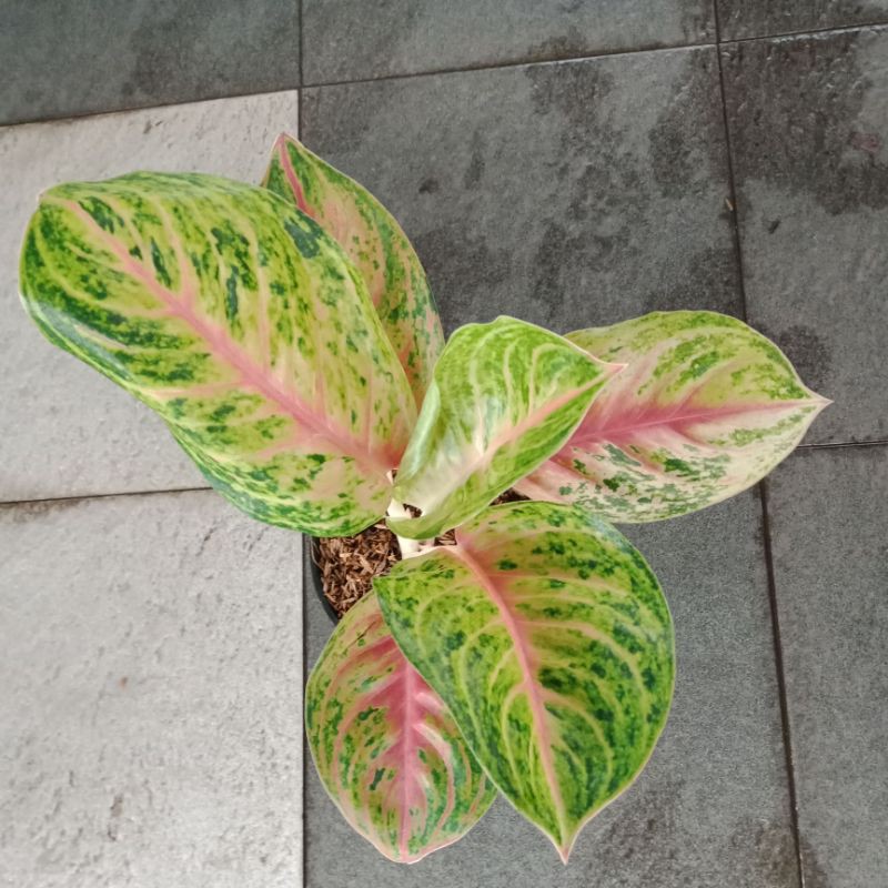 Tanaman Hias Aglonema andini - Bibit Aglonema Andini