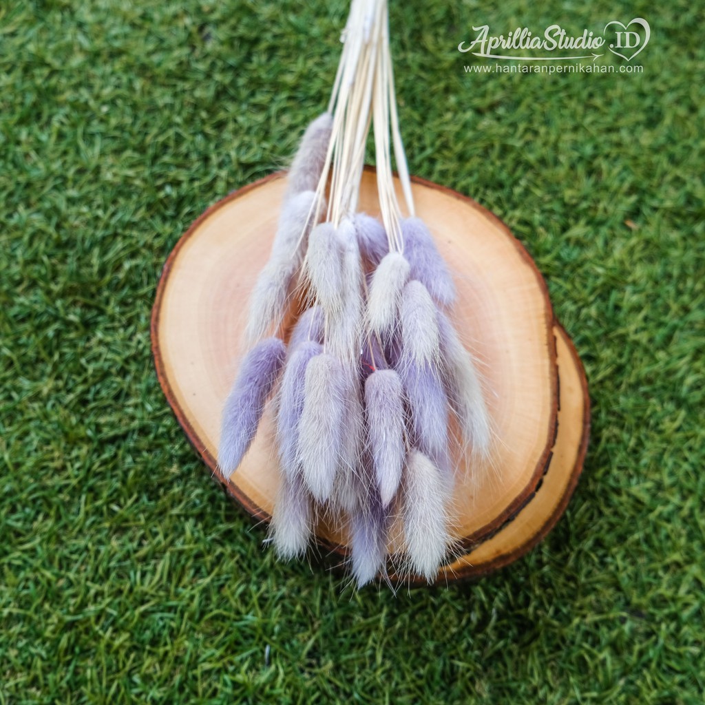 BUNGA KERING DRIED FLOWER BUNNY TAIL 5 Batang