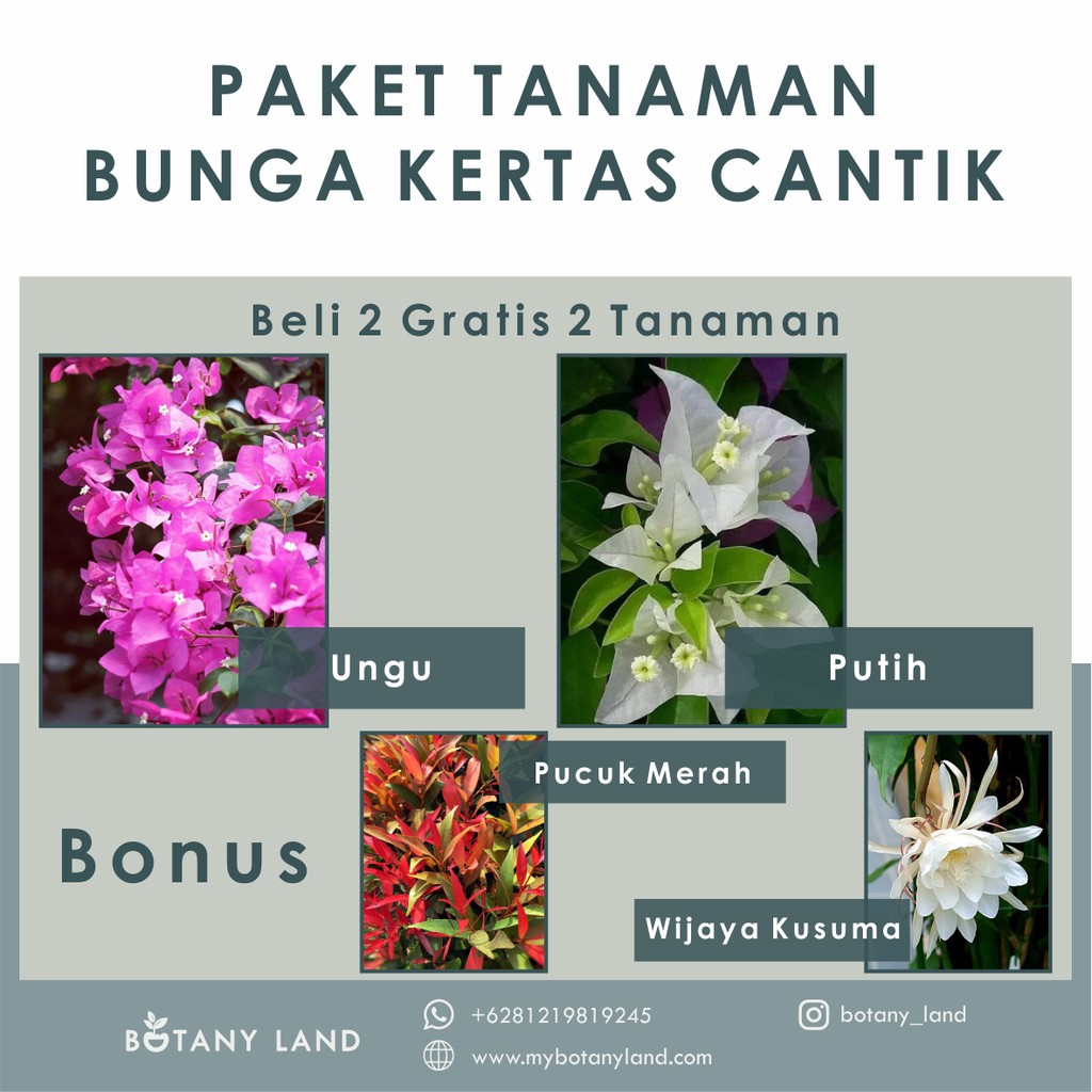 Jual Paket Tanaman Hias Bunga Kertas Cantik 2 Tanaman Bonus 2 Tanaman