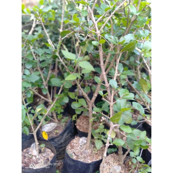 Bibit tanaman sianci-cherry-bahan bonsai buah