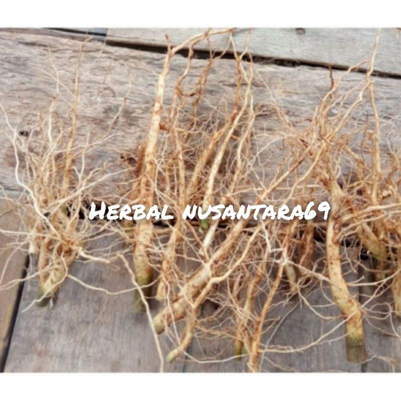 

Ready Akar Sadaguri pres 500gr/Herbal/jamu