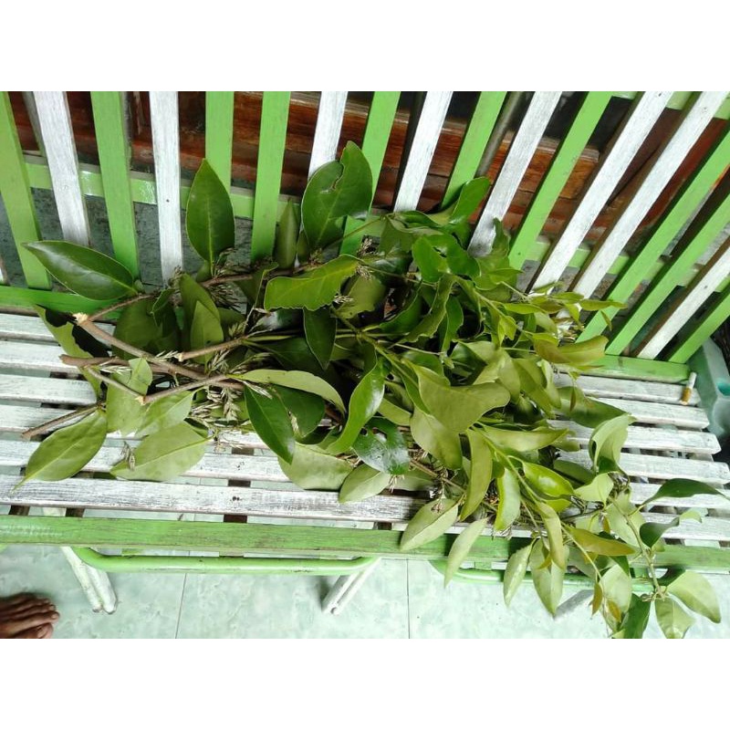 

BENALU KEDONDONG KERING HIJAU 500 GRAM (PREMIUM QUALITY)