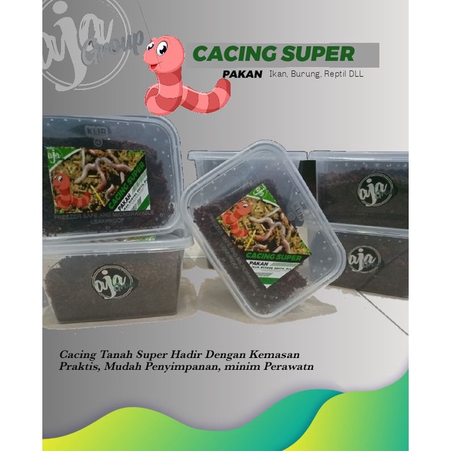 cacing tanah super / cacing hidup
