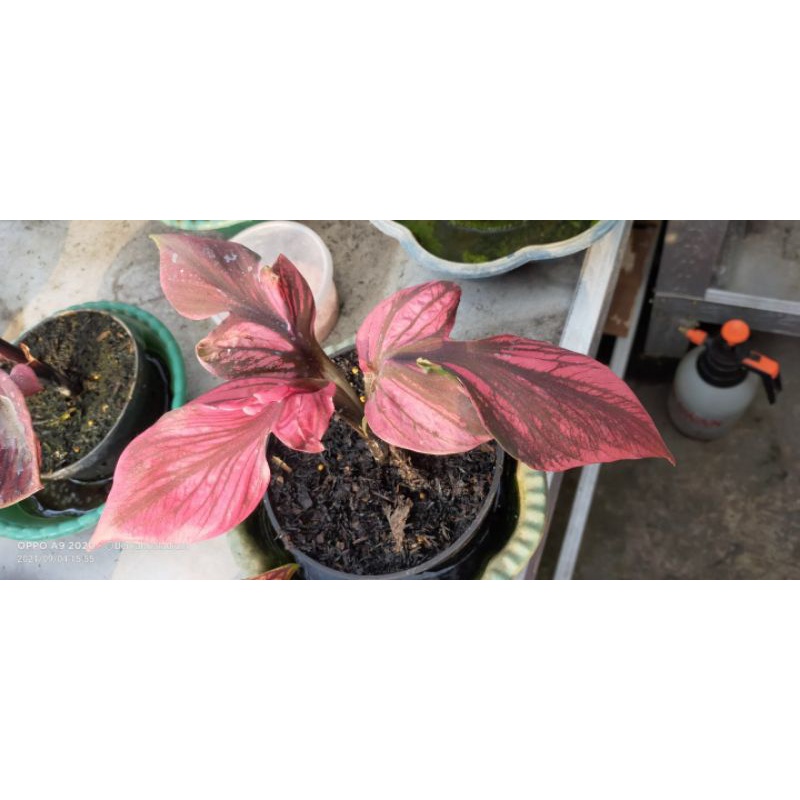 Bibit Caladium Red Kujang