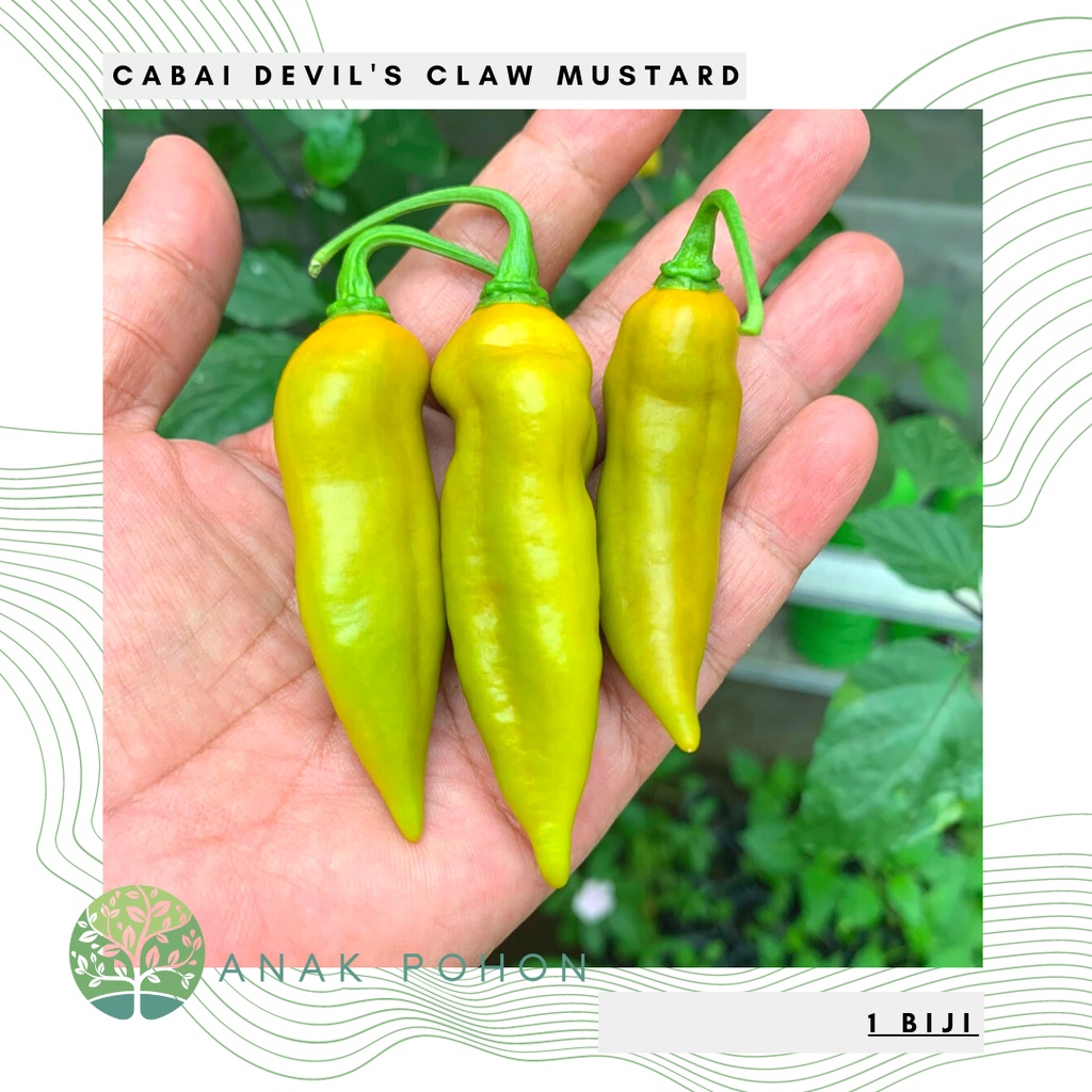 Benih Bibit Biji - Cabai Devil's Claw Mustard Cabe Pepper Seeds