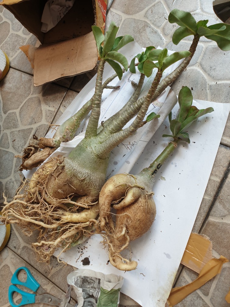 Adenium Thai Socco