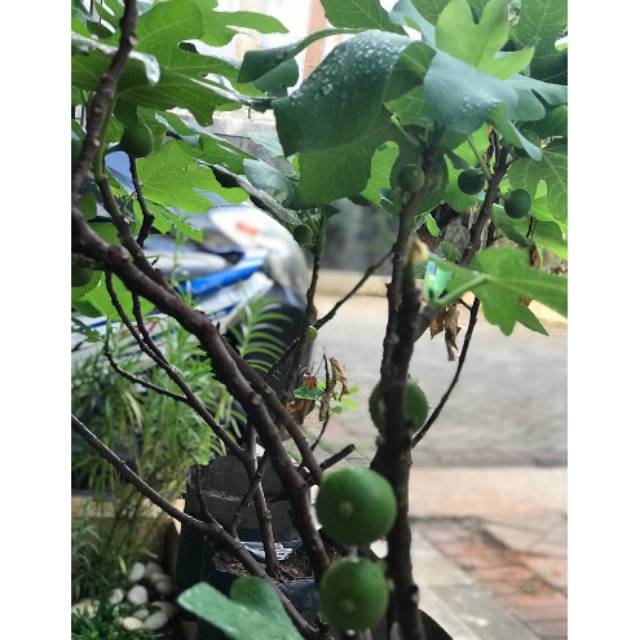 Bibit Pohon Buah Tin