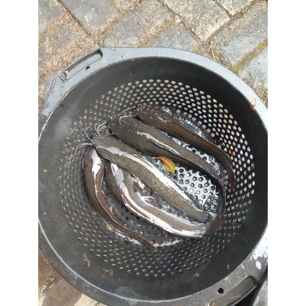 

Lele segar langsung dari kolam