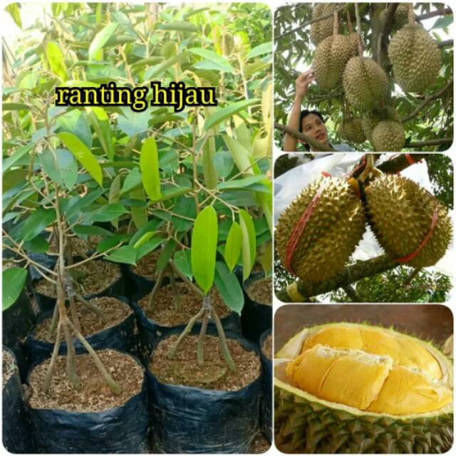 Bibit durian Montong kaki 3 super