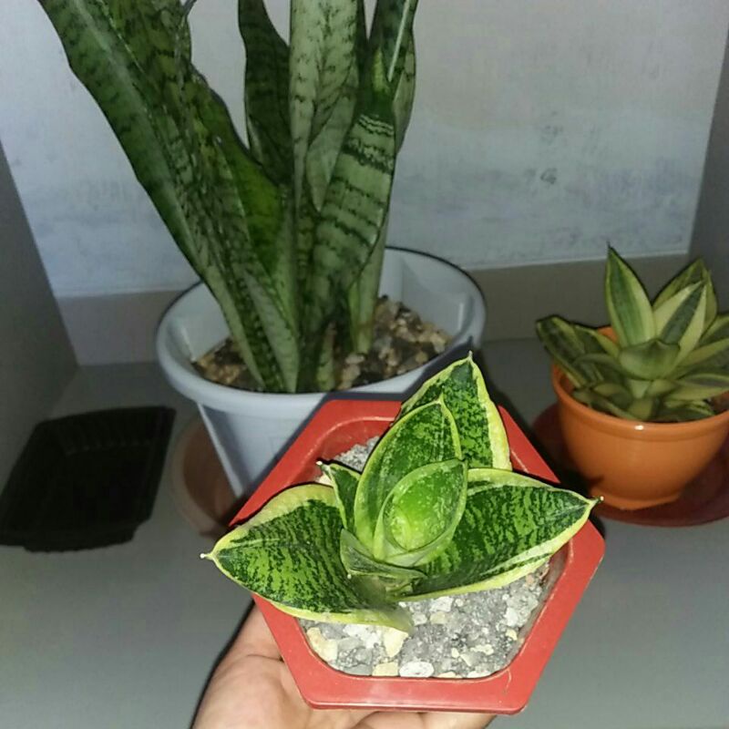 SANSIVEIRA TRIFASCIATA VARIGATA/SANSIVERA TRIFASCIATA/SANSIVERA PENDEK/LIDAH MERTUA MINI 13love-shop