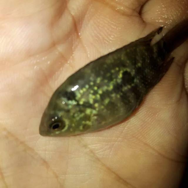 Anakan Ikan Louhan Thailand - Bibit Ikan