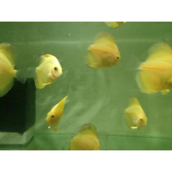 NEW!! Ikan discus golden ✣