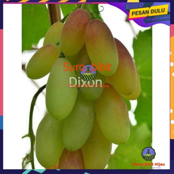 Bibit anggur import dixon Grafting  berbunga