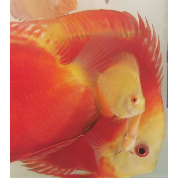 Anak Burayak ikan Discus RM Red Melon ud bs makan sendiri dgn ukuran