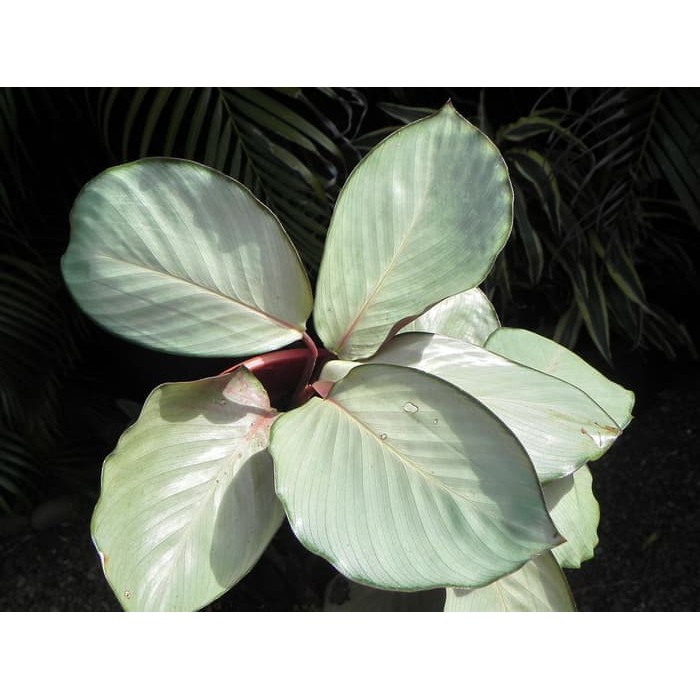 Tanaman hias daun Calathea Silver Plate / Kalatea / Calatea indoor