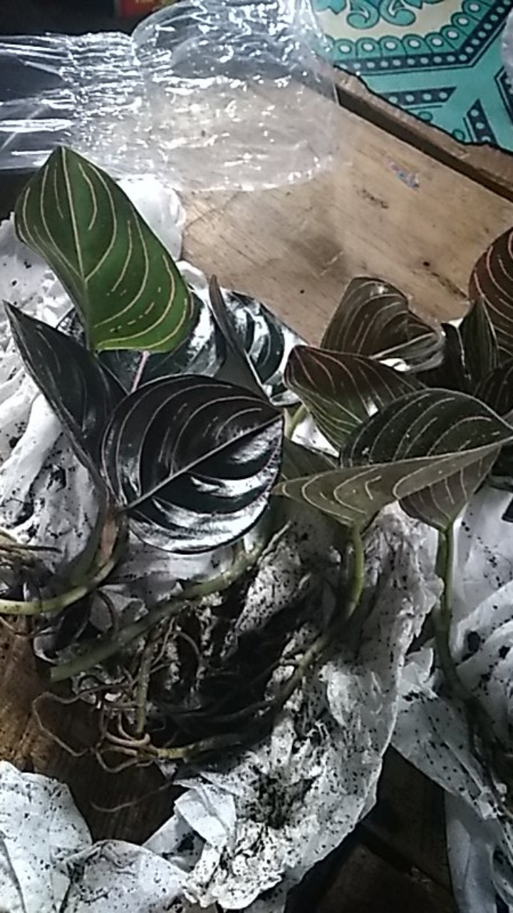Aglonema Rotundum Aceh 2daun Reamja
