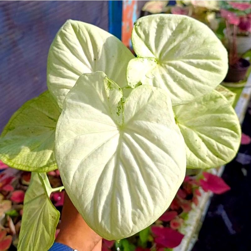 Caladium White Cobra/ bunga keladi / tanaman hias keladi murah / tanaman keladi hidup / caladium tha