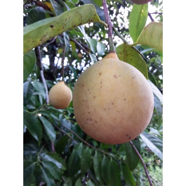 BUAH PALA SEGAR/BUAH PALA 1pc