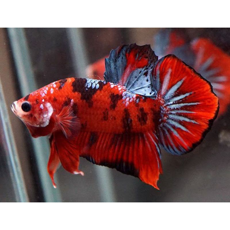 IKAN CUPANG KOI GALAXY