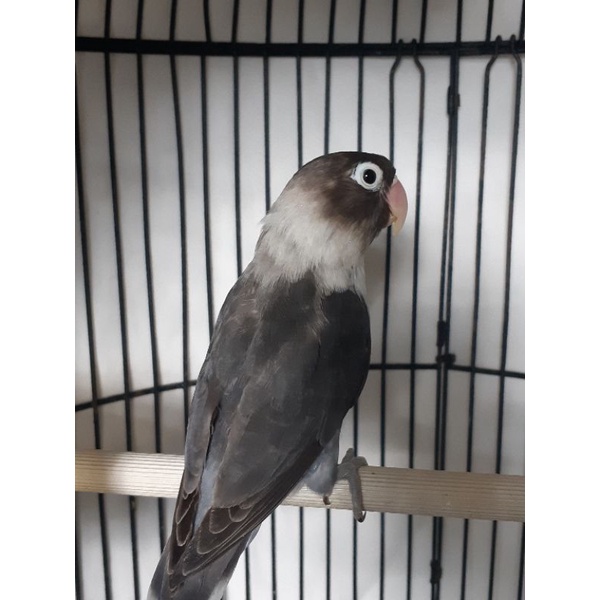 Jual Burung Lovebird Batman | Shopee Indonesia