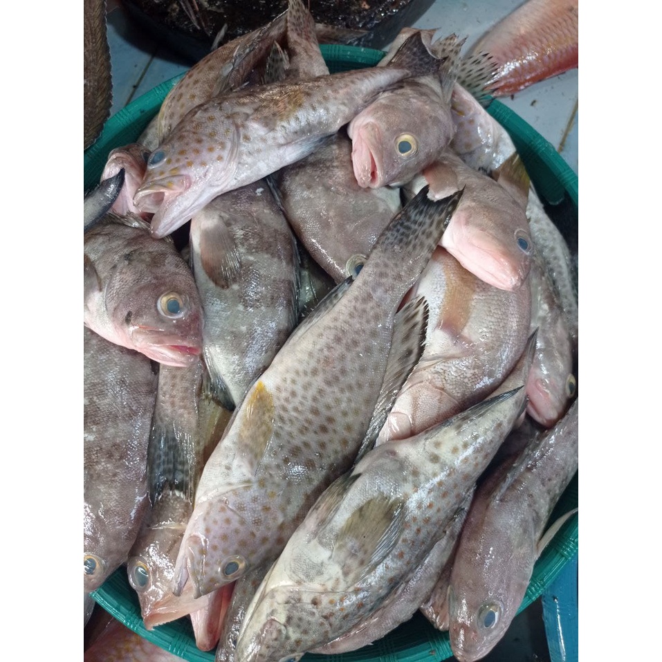

Ikan Kerapu