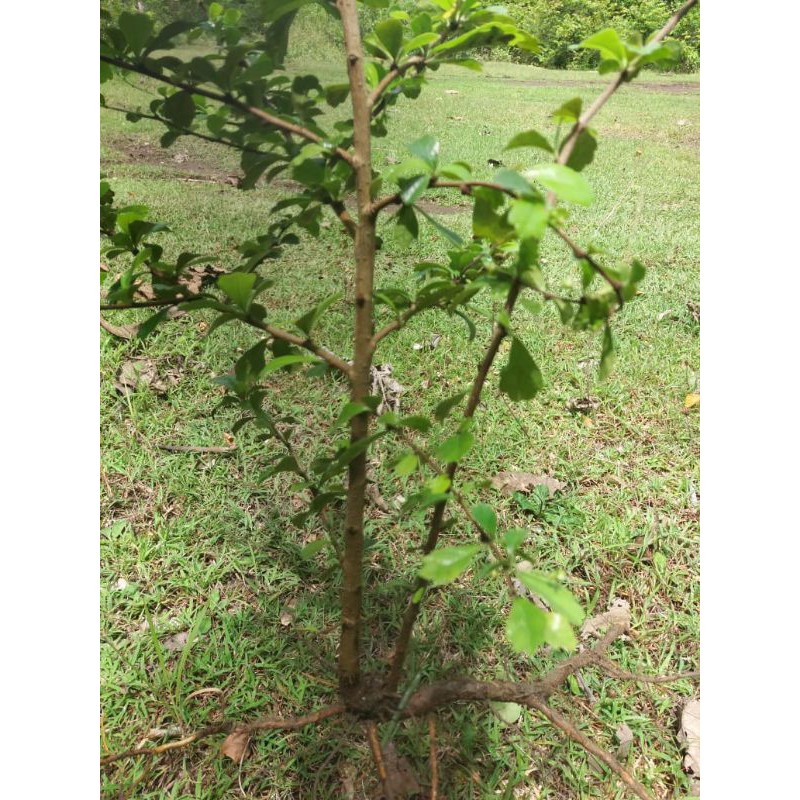 bahan bonsai mame hokiantea