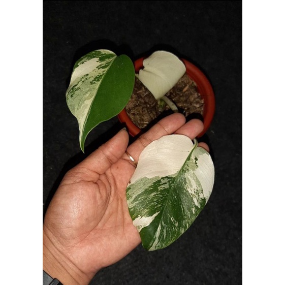 monstera variegata white tiger