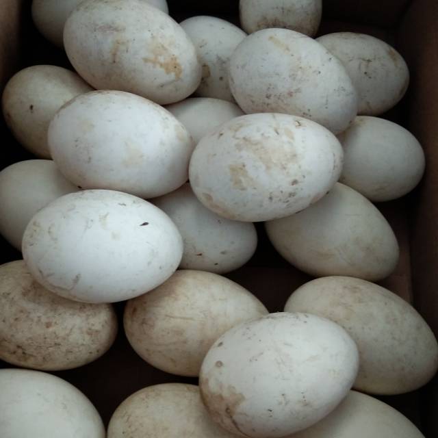 

TELUR SOANG BUSUK
