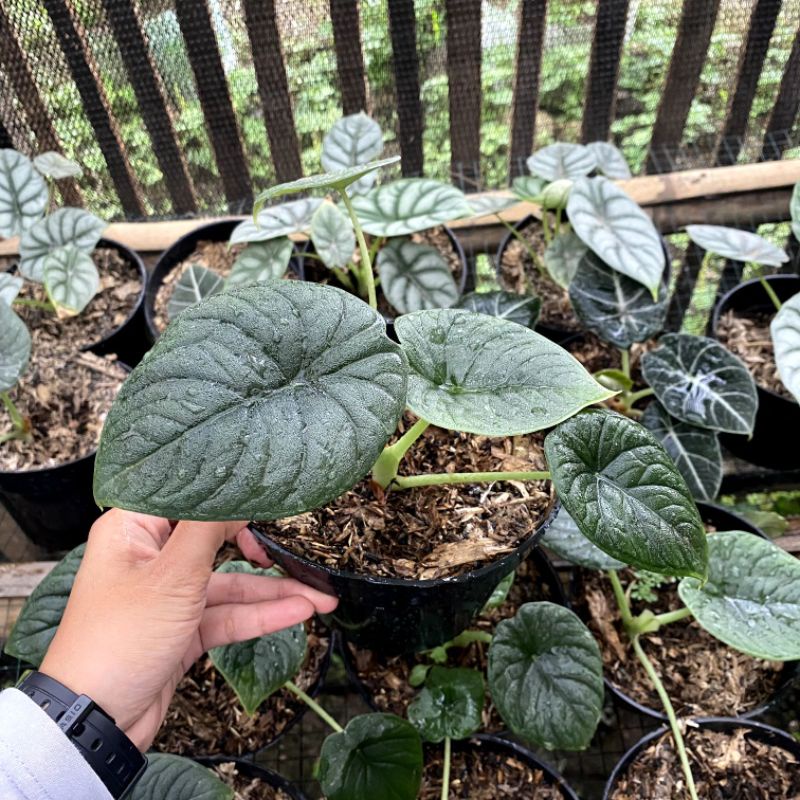 Tanaman Hias Alocasia Melo Badak