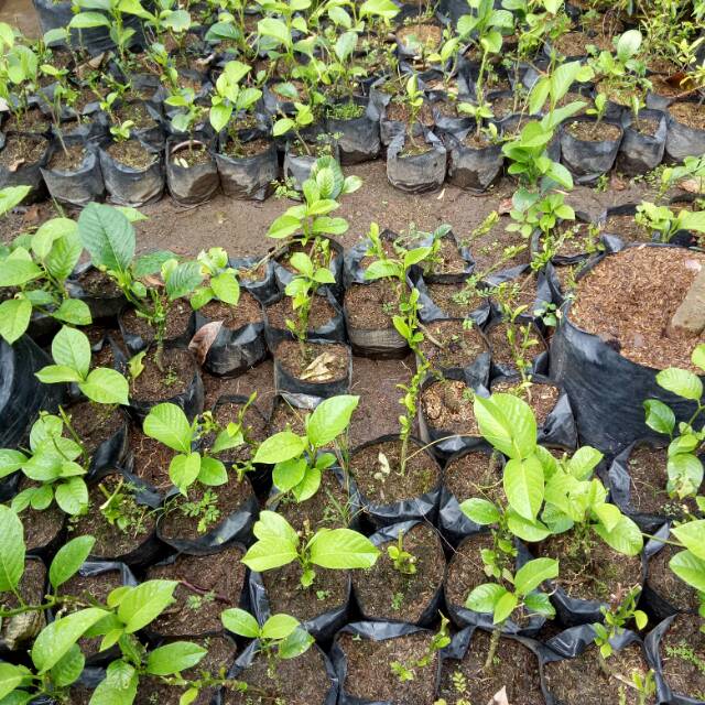 Bibit Markisa Bangkok Jumbo Shopee Indonesia