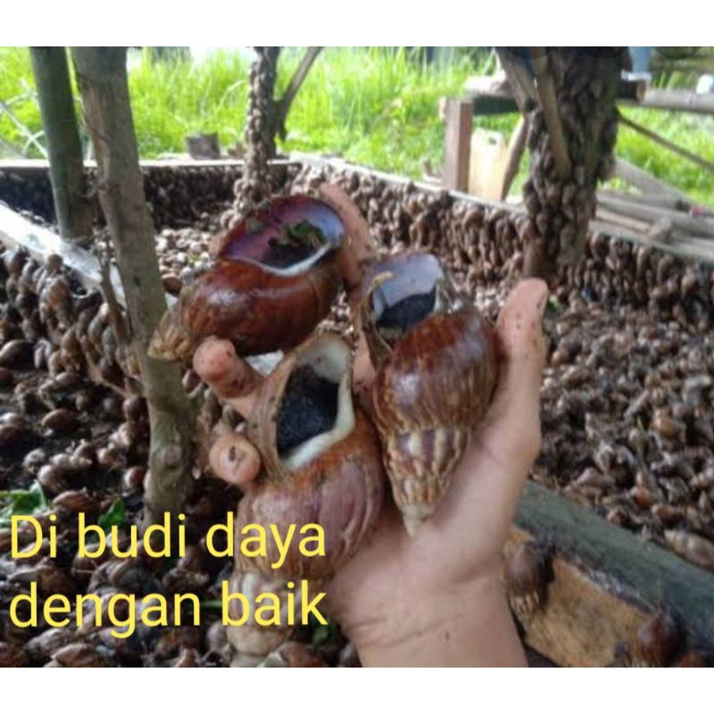 

bekicot bersih sehat
