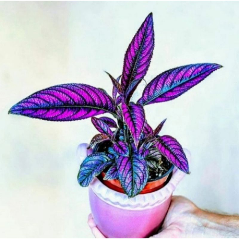 Pohon Miana Samber Lilin / Miana Ungu Tanaman Hias Pohon Daun Miana Ungu