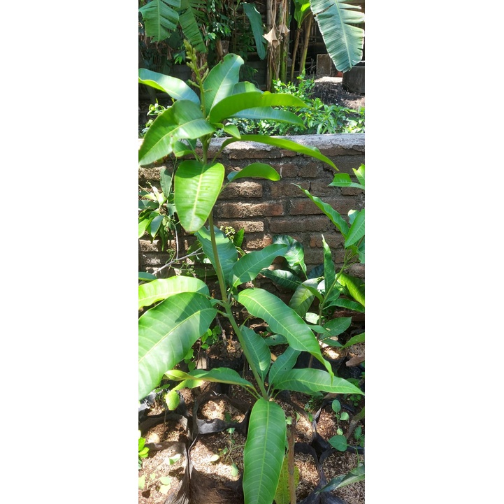bibit tanaman mangga manalagi berbunga