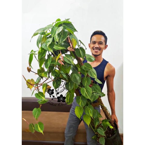 FahriOrchid - Sirih brazil variegata / Philodendron brazil variegata