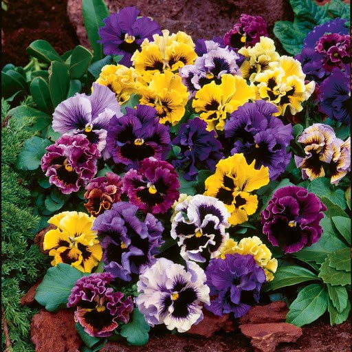 Benih Bibit Biji - Bunga Pansy Frou Frou (Viola x wittrockiana) Mixed Seeds - IMPORT