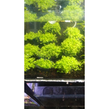 monte carlo / tanaman karpet / aquascape / monte