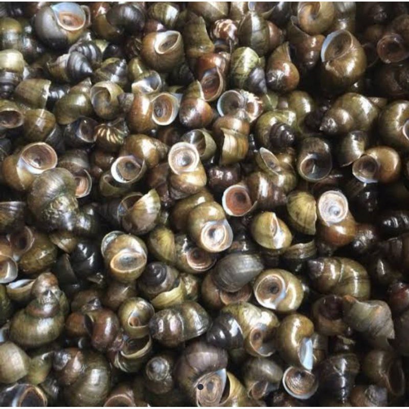 

biaya potong ekor tutut