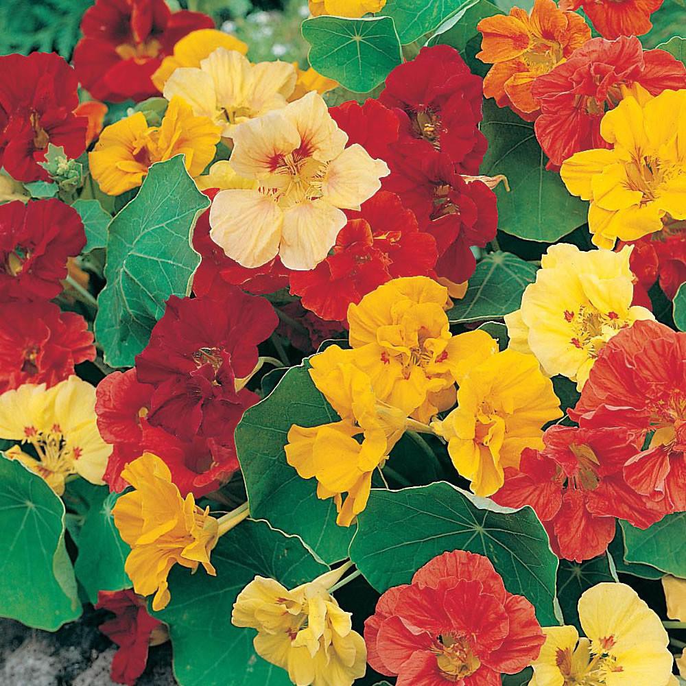 PAKET HEMAT - Benih Bunga Nasturtium 6 Varian Jenis Flower Seeds - Total 18 Biji