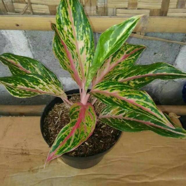 BUTTERFLY ( Tanaman hias aglaonema / aglonema )