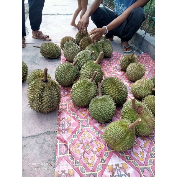 

durian kampung