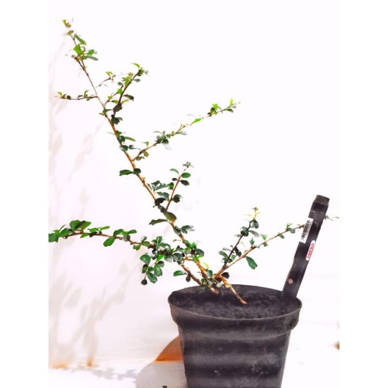 bahan bonsai hokianti buah daun micro