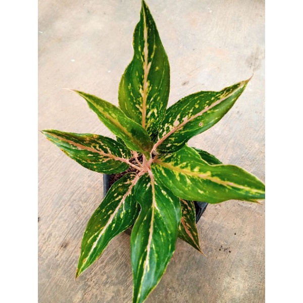 Aglaonema Butterfly