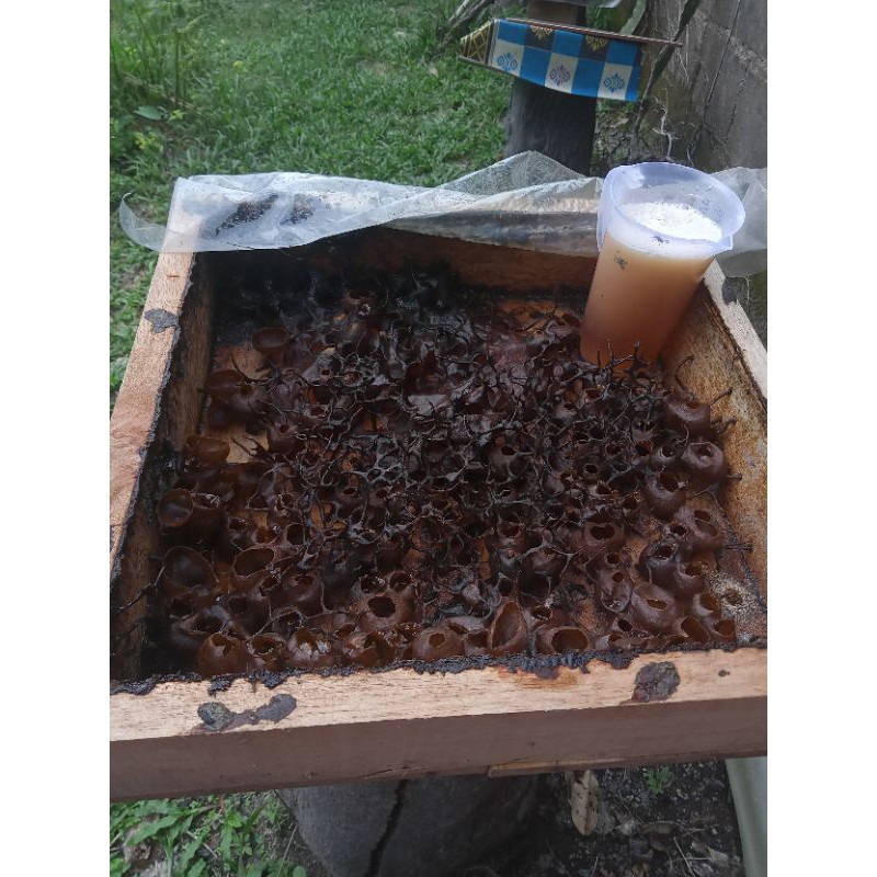 

madu tran murni