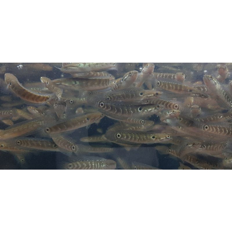 ikan predator channa asiatica ws (white spot)